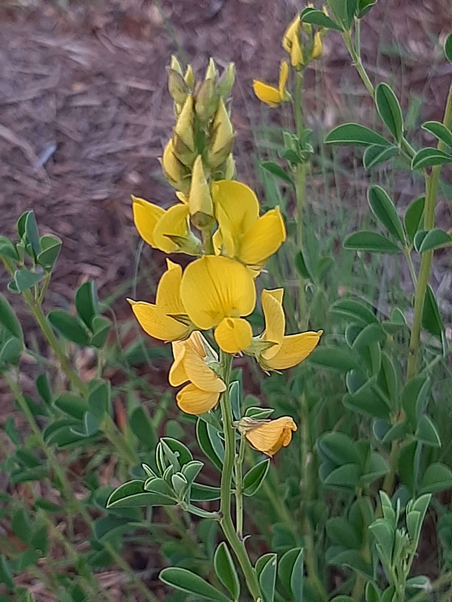 Image of Crotalaria magaliesbergensis