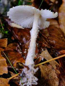 Image of Lepiota clypeolaria (Bull.) P. Kumm. 1871