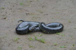 Image of Green anaconda