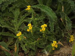 Image of Alkanna hellenica (Boiss.) Rech. fil.