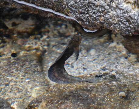 Istiblennius zebra (Vaillant & Sauvage 1875) resmi