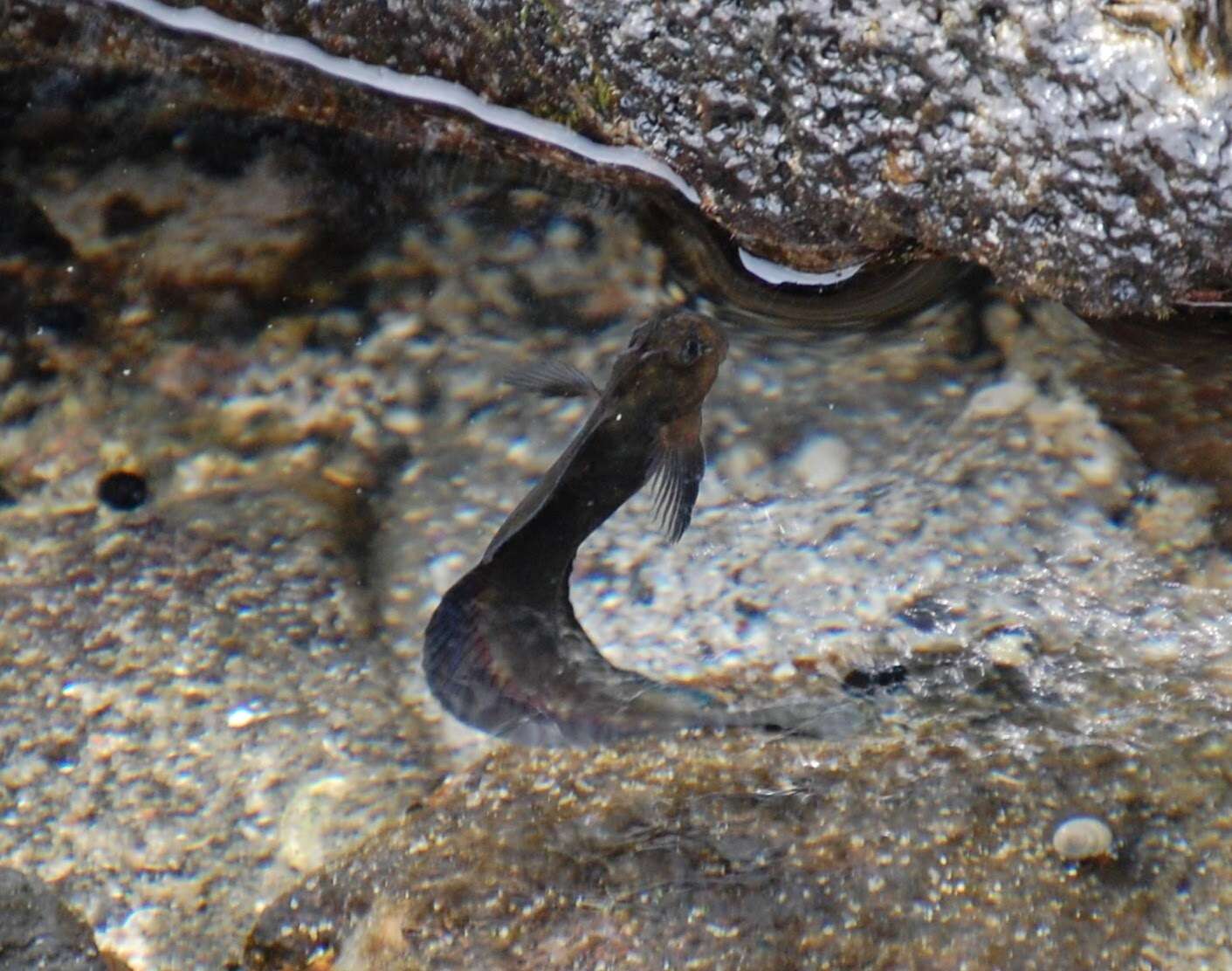 Image of Zebra Blenny