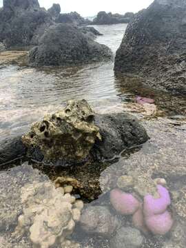 Image of Stony coral