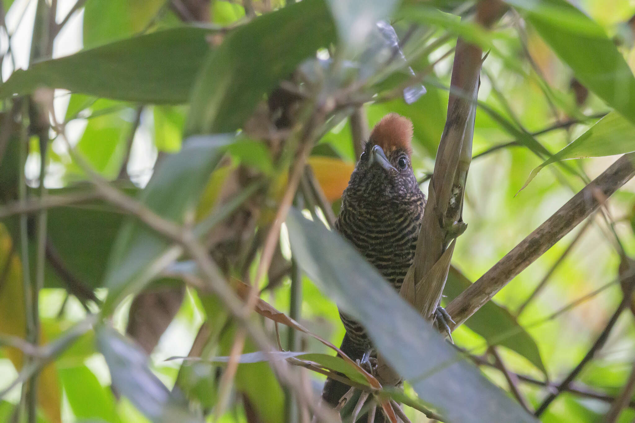 Image of Tufted Antshrike