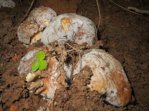 Boletus regineus D. Arora & Simonini 2008 resmi