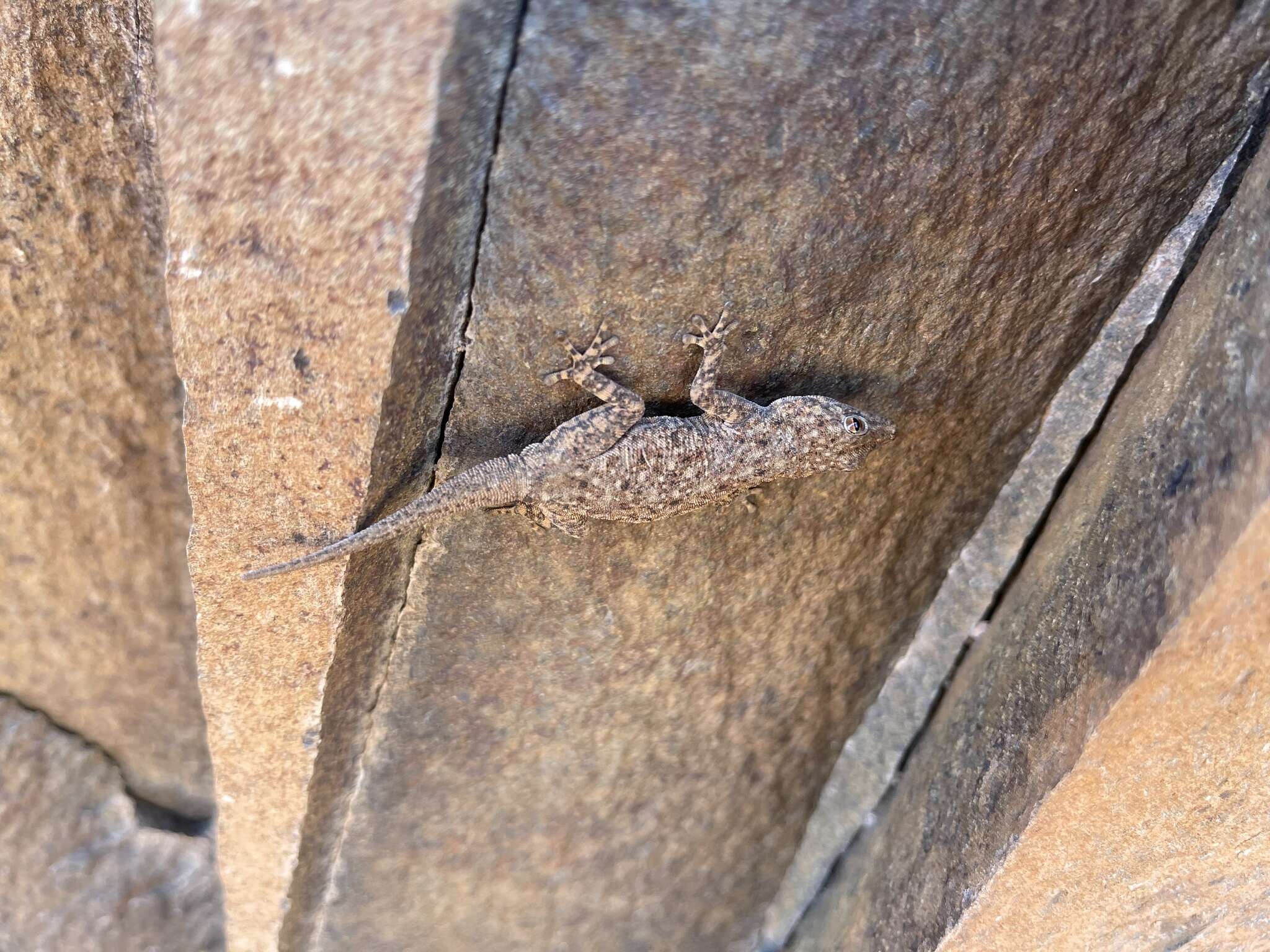 Image of Barnard’s Namib Day Gecko