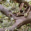 Imagem de Plinia trunciflora (O. Berg) Kausel