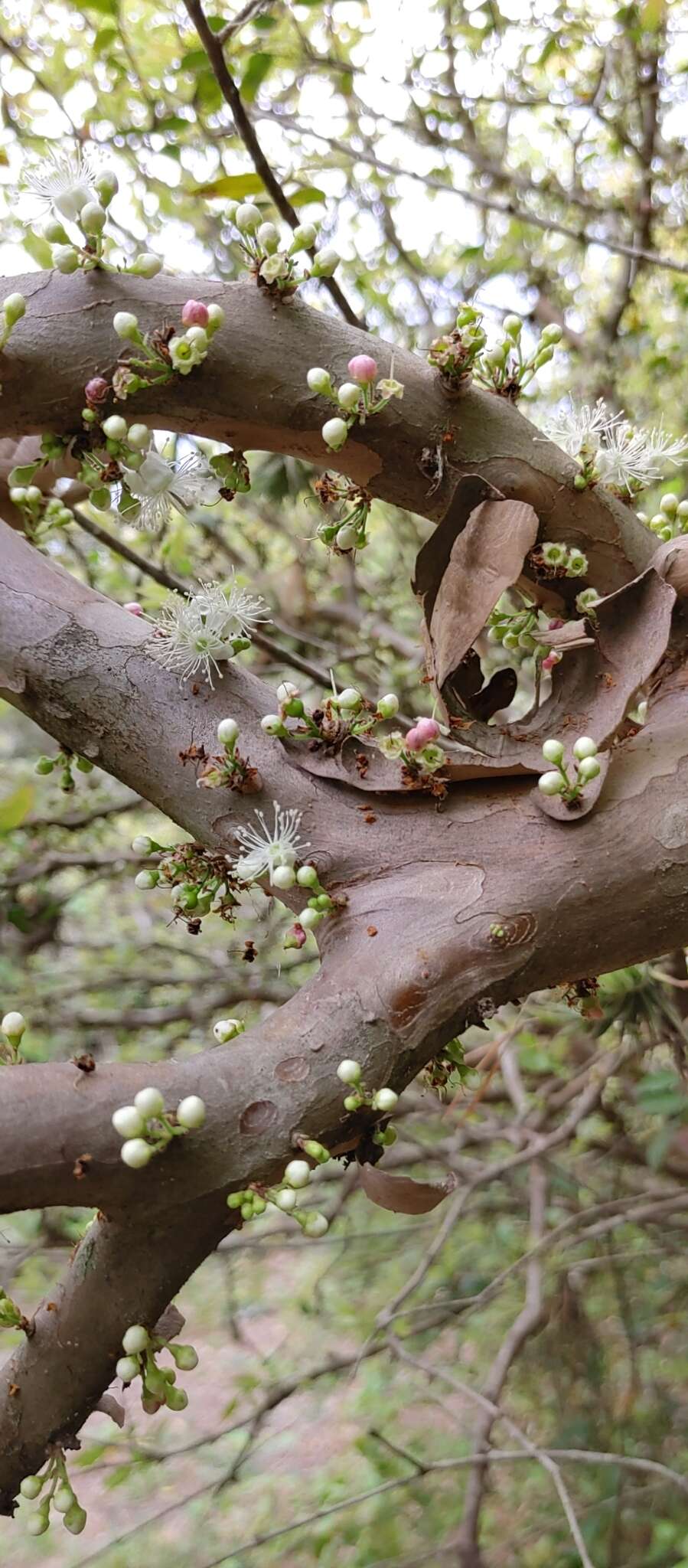 Imagem de Plinia trunciflora (O. Berg) Kausel