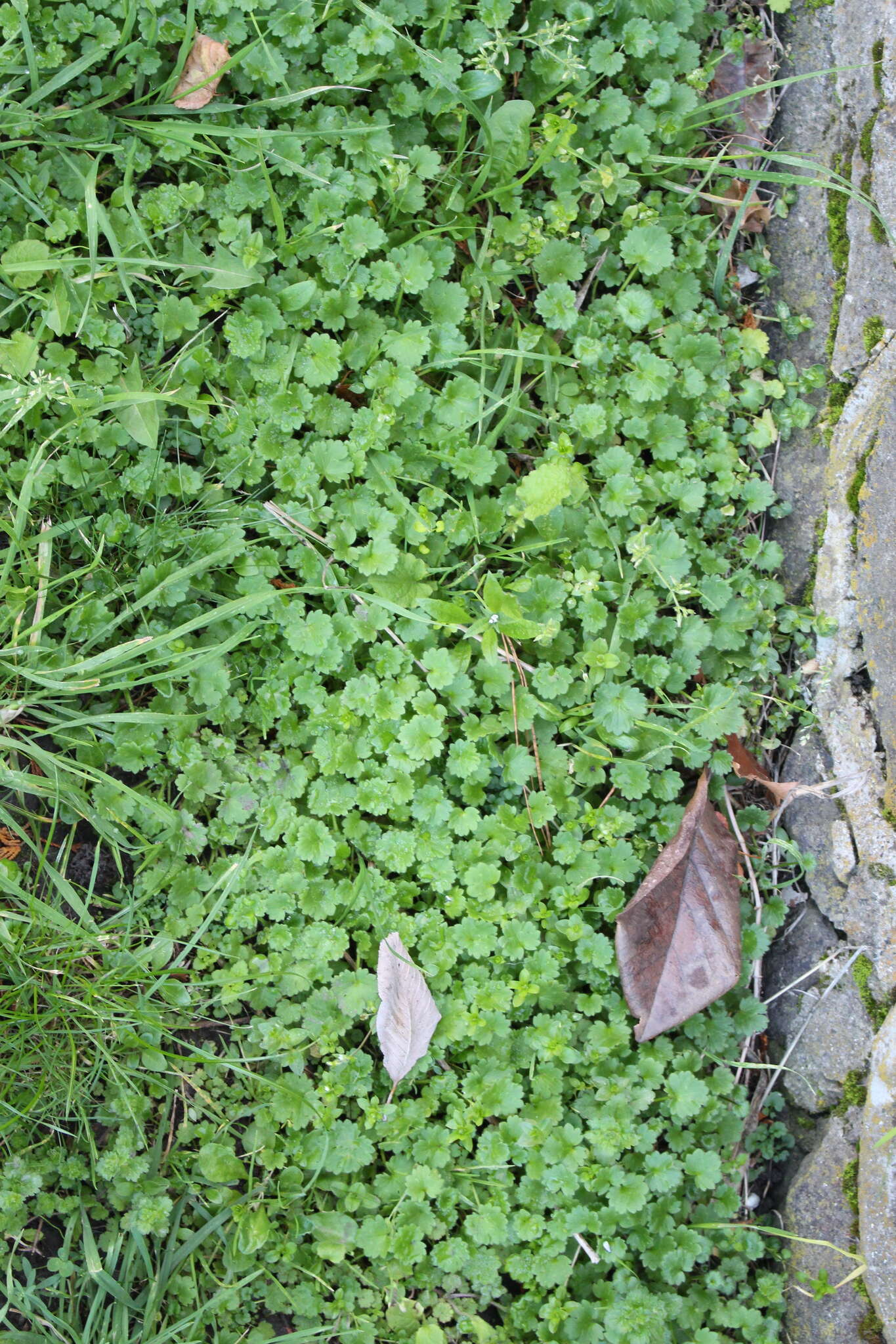 Image of smallflower buttercup