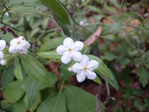 Sivun Lithospermum calcicola Robinson kuva