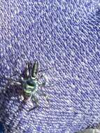 Image of Sea-green Northern Jumper