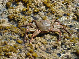 Image of Crustacea