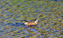 Image of American Wigeon