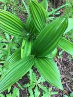 Image of Fringed False Hellebore