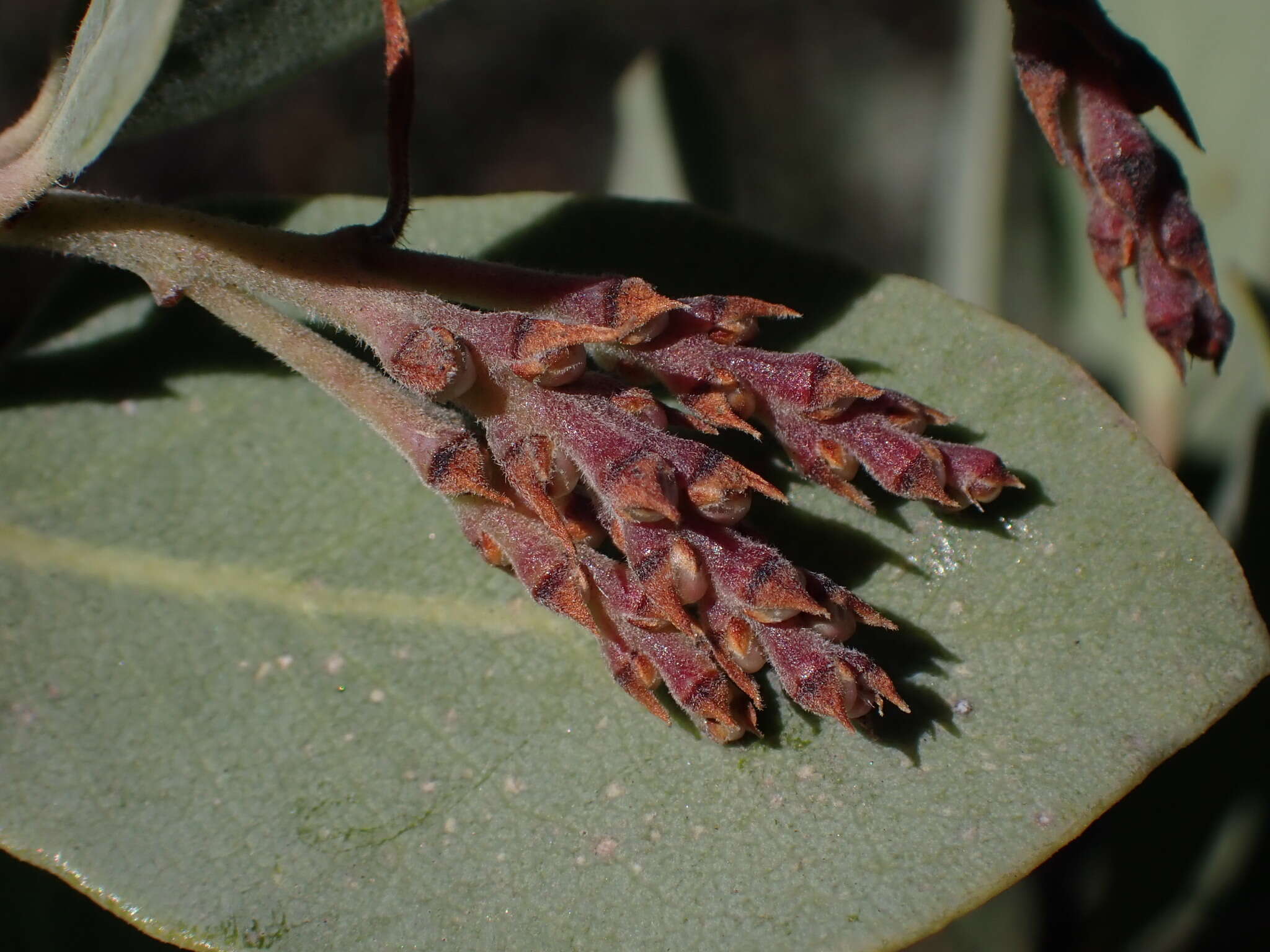 Image of Adams' manzanita