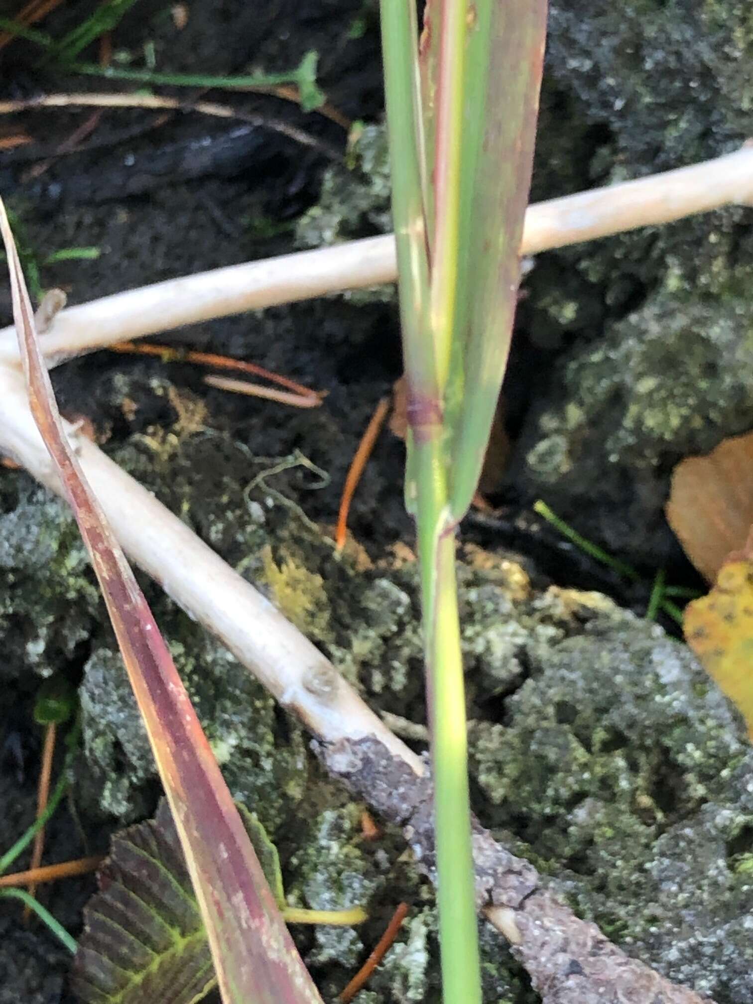 Imagem de Torreyochloa pallida var. pauciflora (J. Presl) J. I. Davis