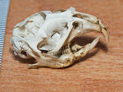 Image of Labrador Collared Lemming