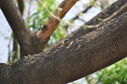 Image of Black-nosed Lizard