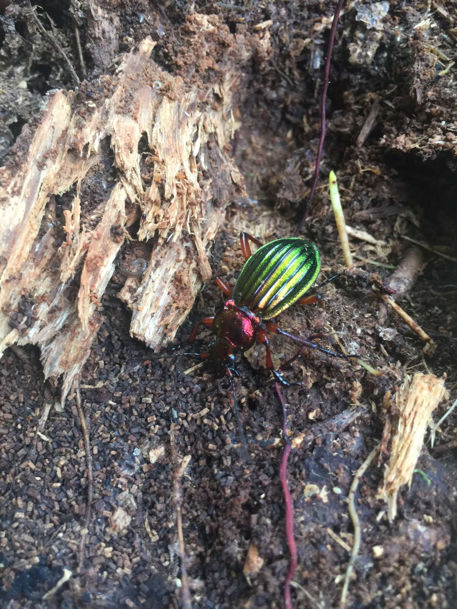 Carabus (Chrysocarabus) auronitens Fabricius 1792 resmi