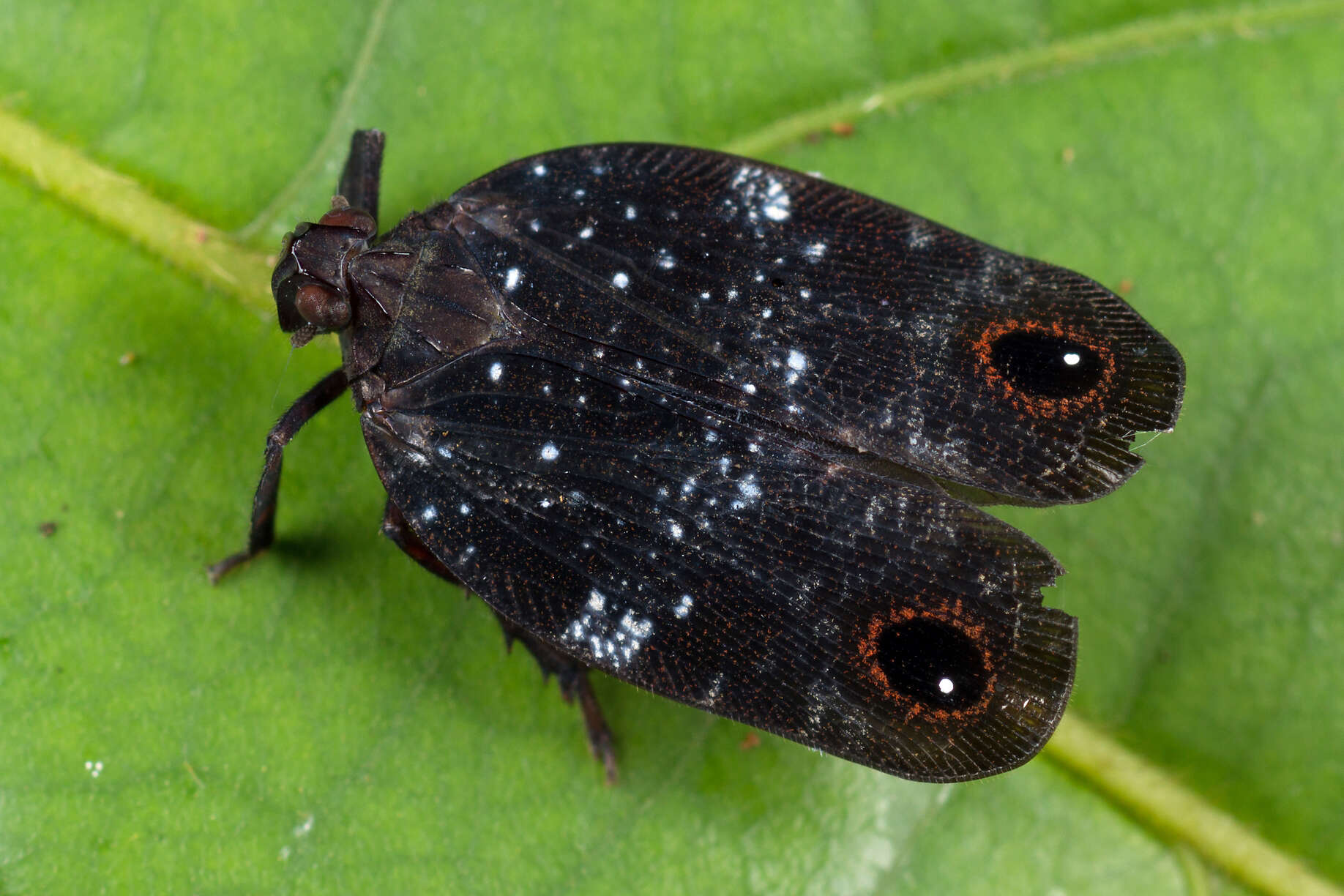 Image of Aluma ocellata Distant 1909