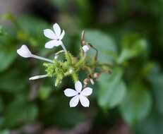 Image of wild leadwort