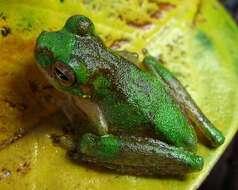 Image of Litoria nigropunctata (Meyer 1875)