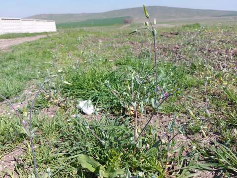 Cerastium perfoliatum L. resmi