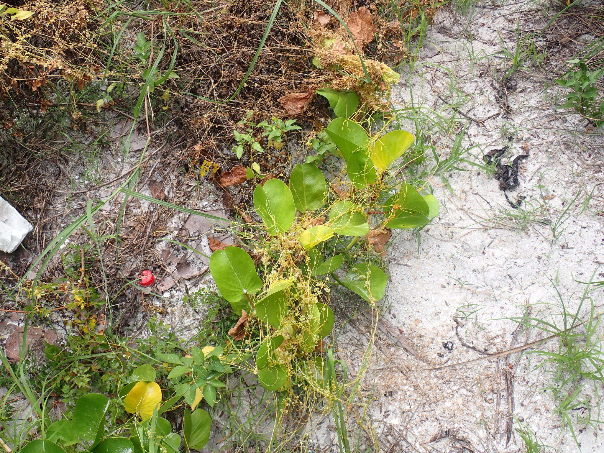 Cuscuta pentagona Engelm. resmi