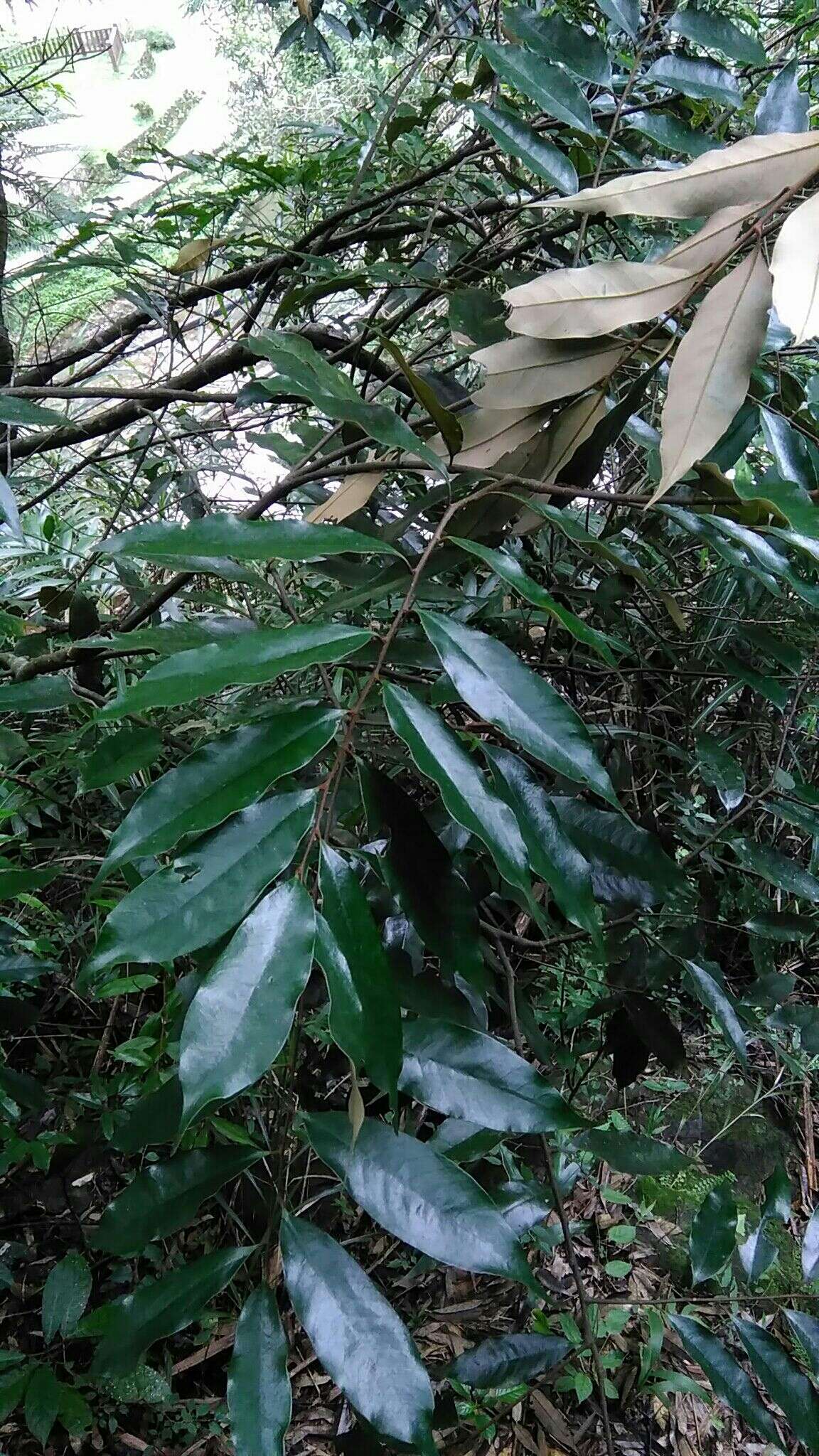 Image de Castanopsis fargesii Franch.