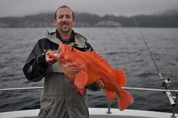 Image of Yelloweye rockfish