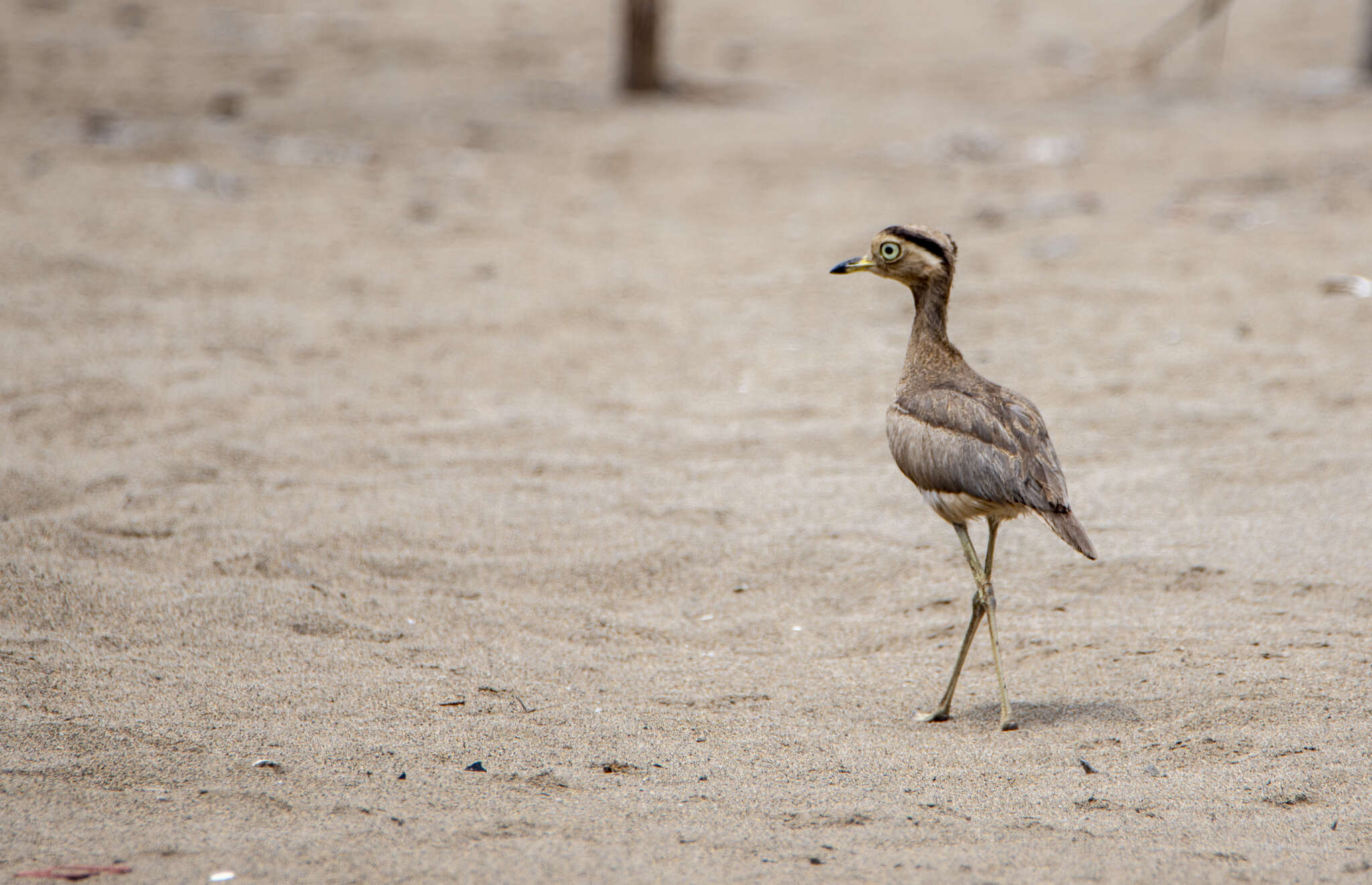 Image of Peruvian Thick-knee