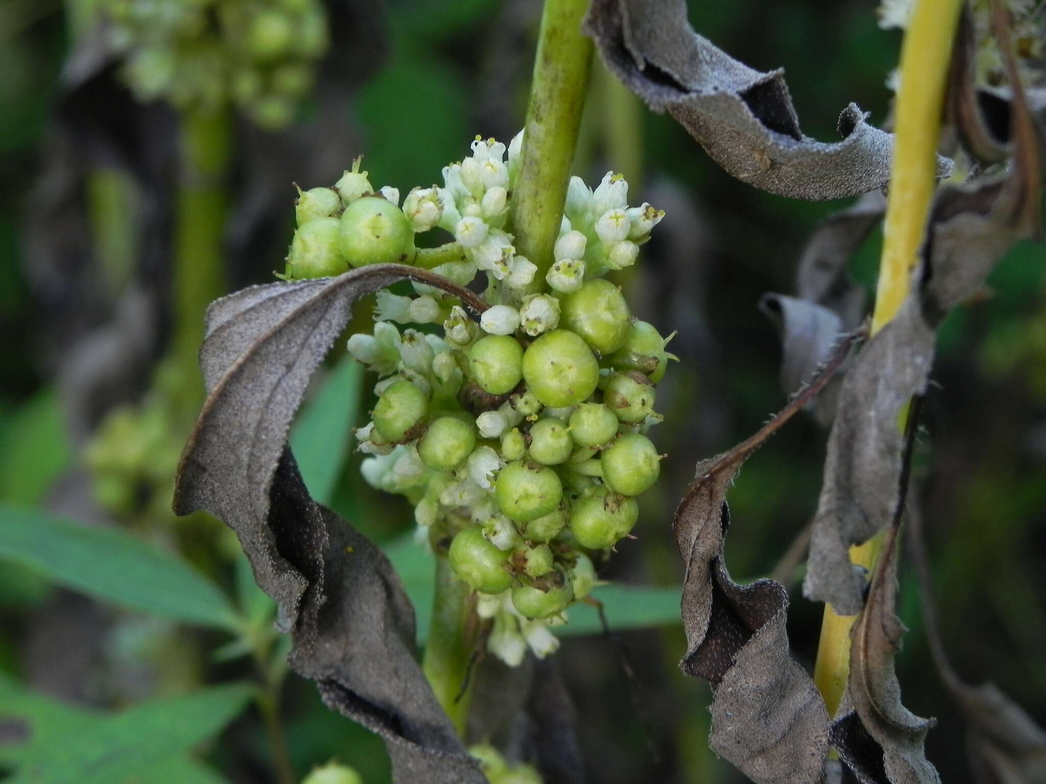 Image of rope dodder