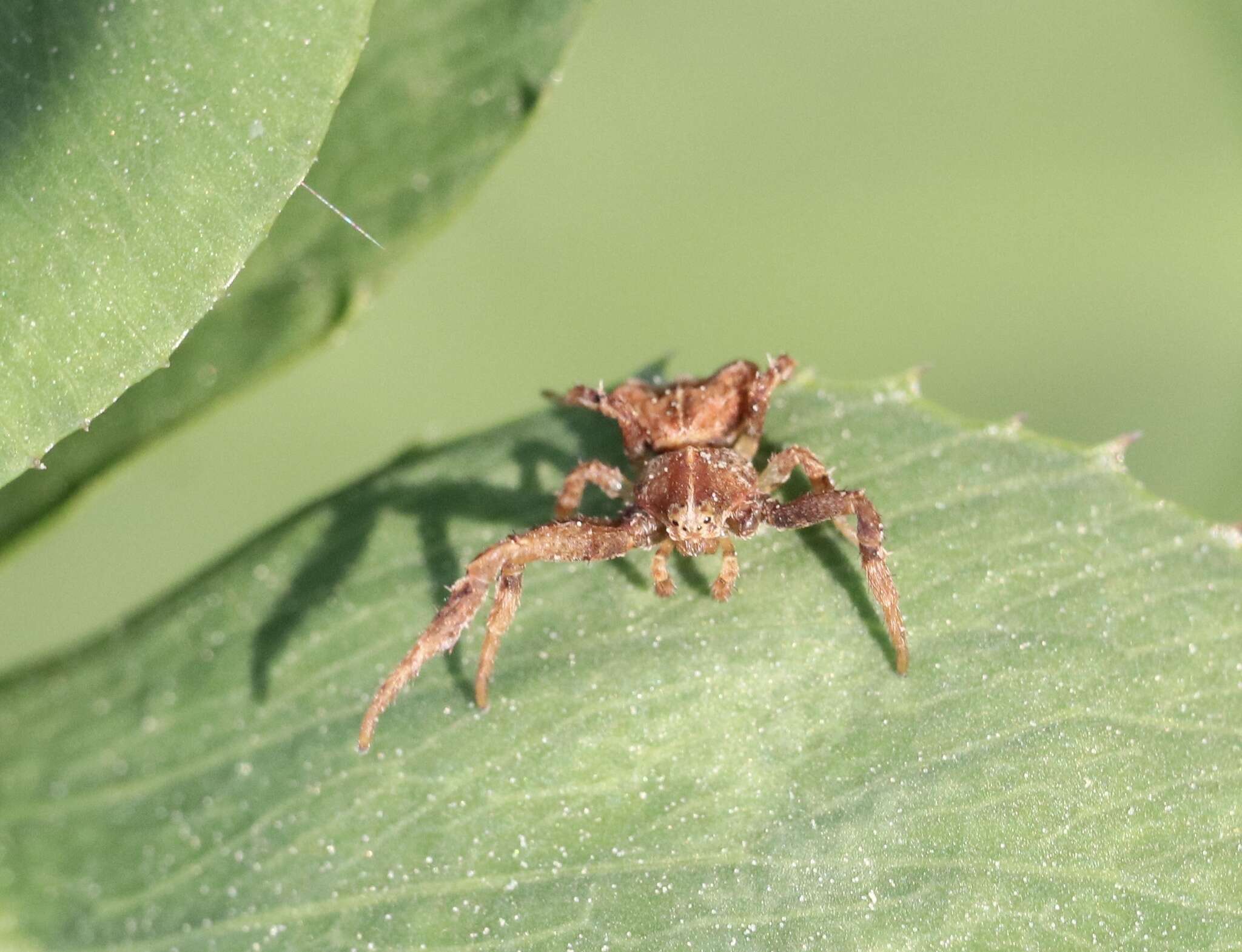 Image of Coenypha ditissima