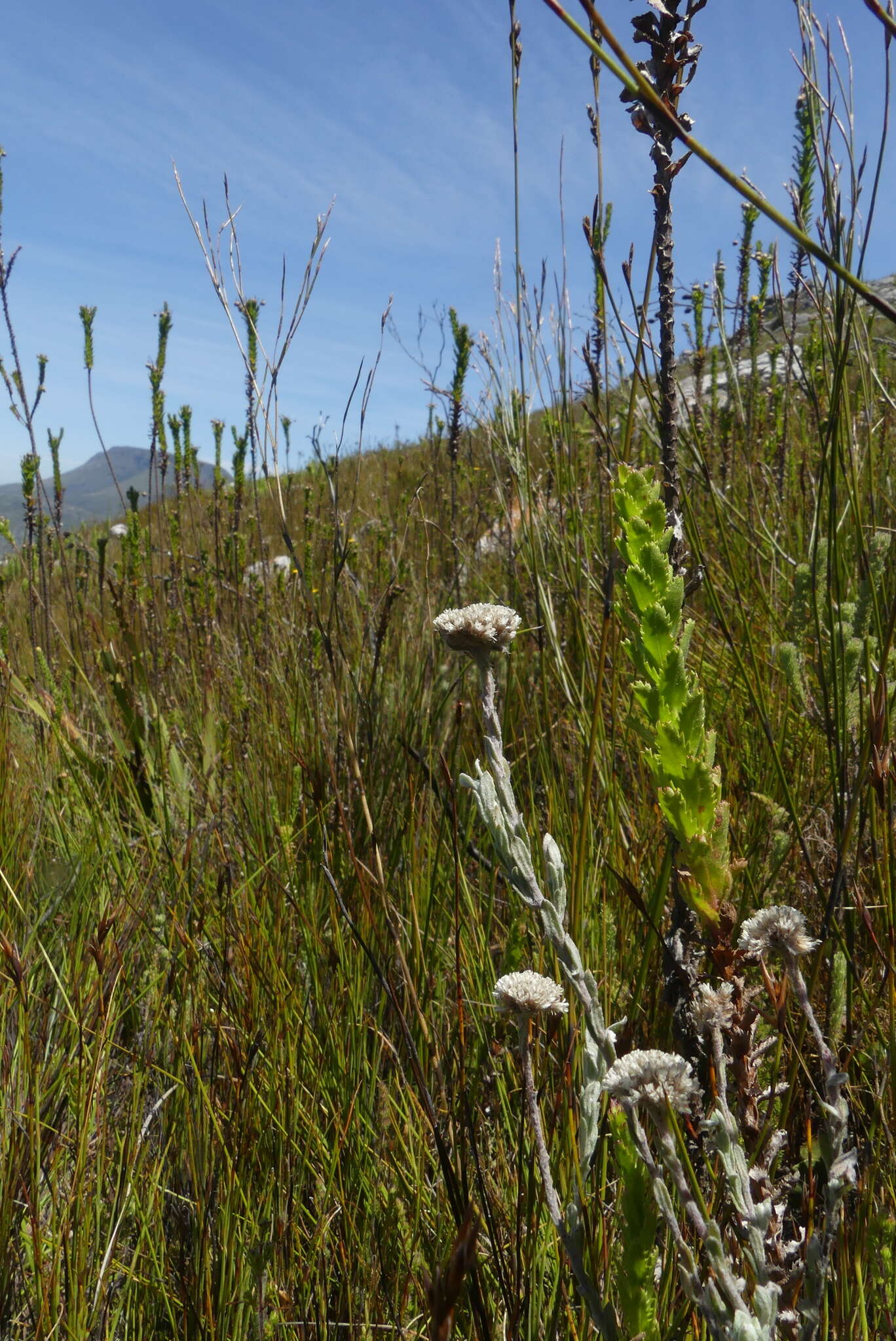 Image of Langebergia canescens (DC.) A. A. Anderberg