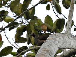 Image of Speckled Chachalaca