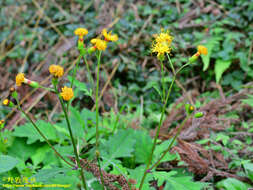 Image of Gynura japonica (Thunb.) Juel