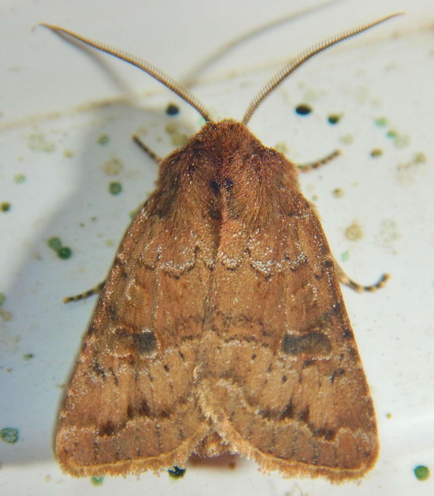 Image of Banded Quaker