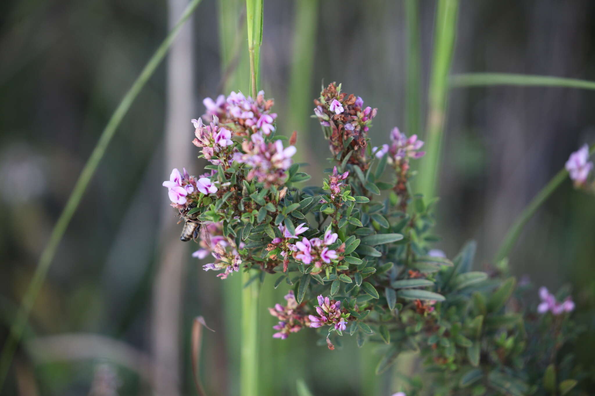 Lespedeza virginica (L.) Britton的圖片