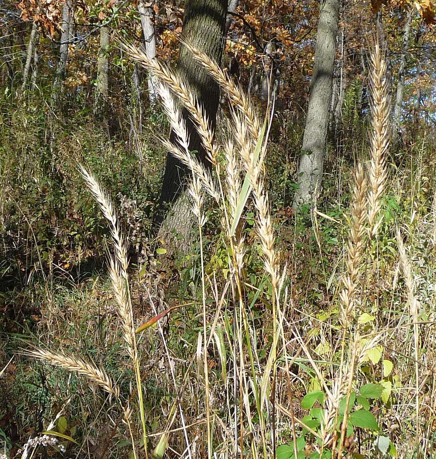 Image of Elymus villosus f. villosus