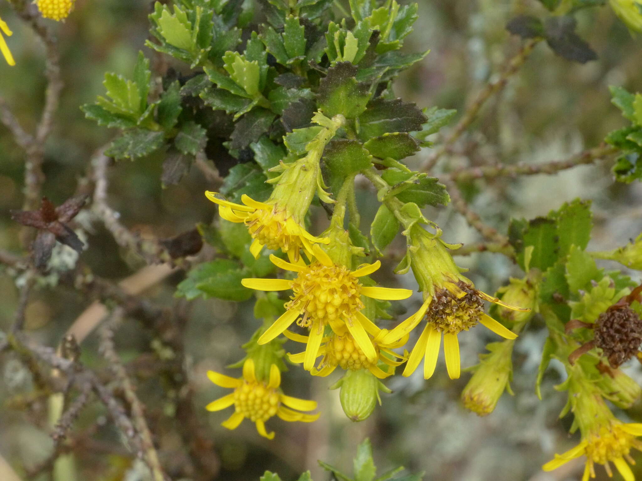 Imagem de Monticalia arbutifolia (Kunth) C. Jeffrey