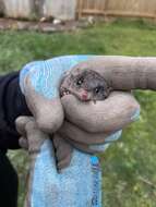 Image of Agile Antechinus