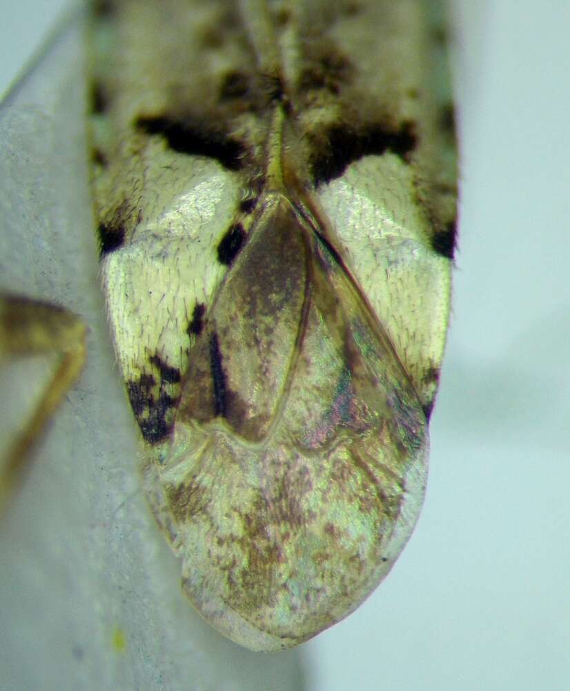 Image of Phytocoris tiliae (Fabricius 1777)