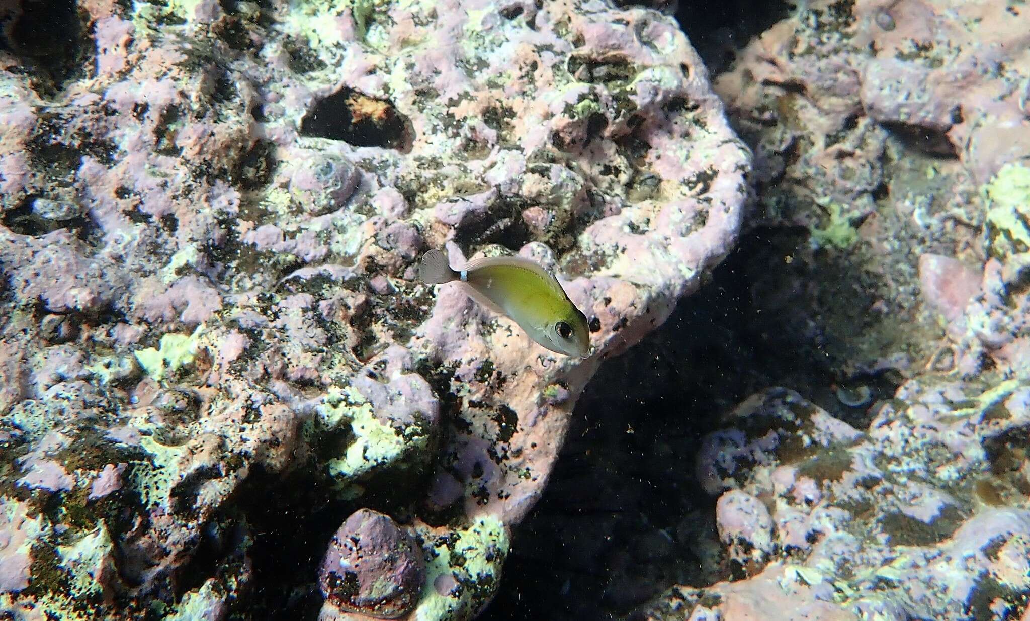 Image of Banded Unicornfish