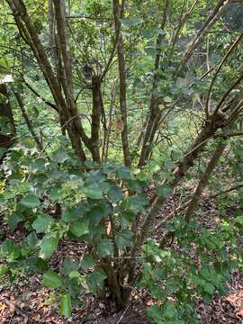 Imagem de Acer buergerianum var. formosanum (Hayata) Sasaki