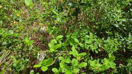 Image of Hairy-Twig Huckleberry