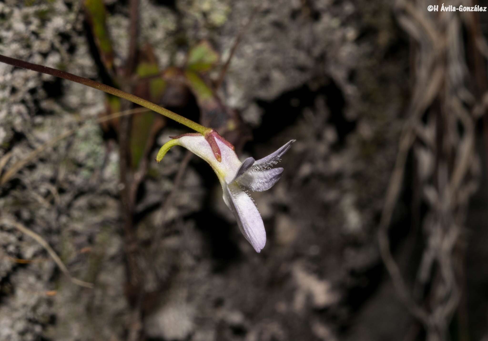 Image of Pinguicula parvifolia Robinson