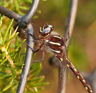 Image of Austropetalia patricia (Tillyard 1910)