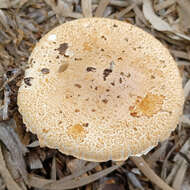 Plancia ëd Saproamanita nauseosa (Wakef.) Redhead, Vizzini, Drehmel & Contu 2016