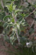 Sivun Encelia frutescens var. frutescens kuva