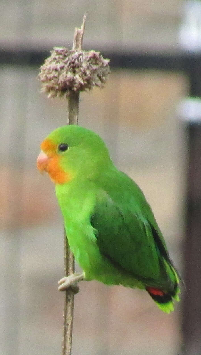 Image of Red-headed Lovebird